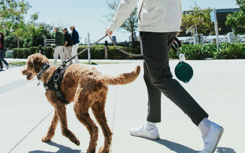 A dog being walked by a person in a park